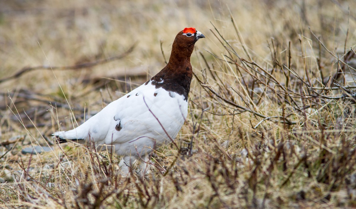 Willow Ptarmigan - Anonymous