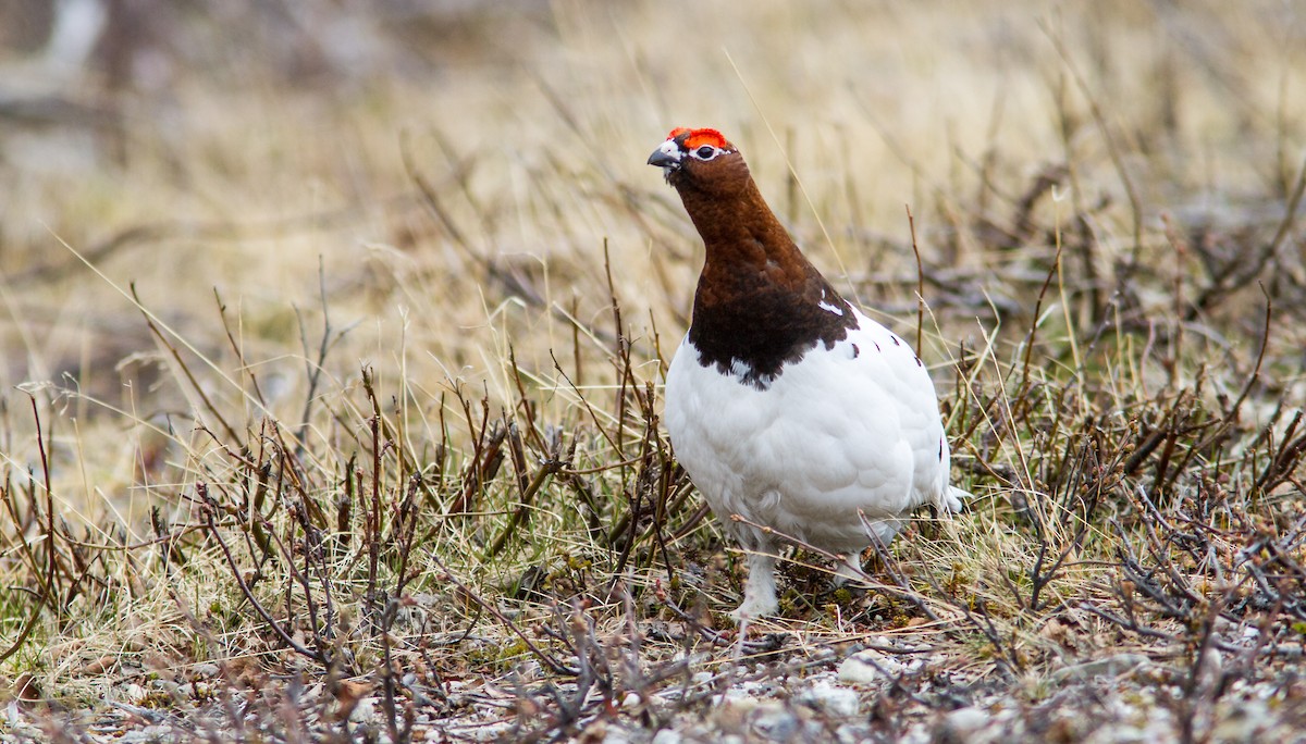 Willow Ptarmigan - Anonymous