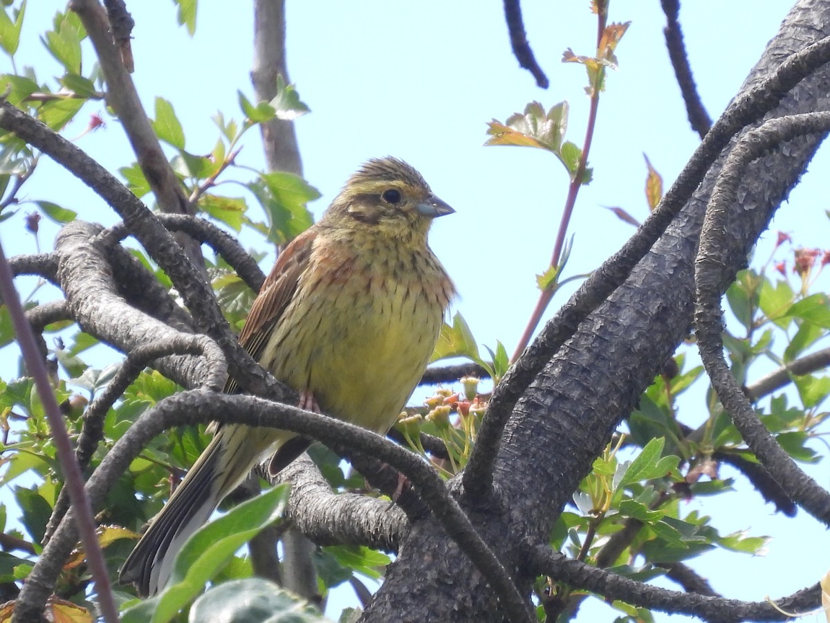 Cirl Bunting - Scott Fox