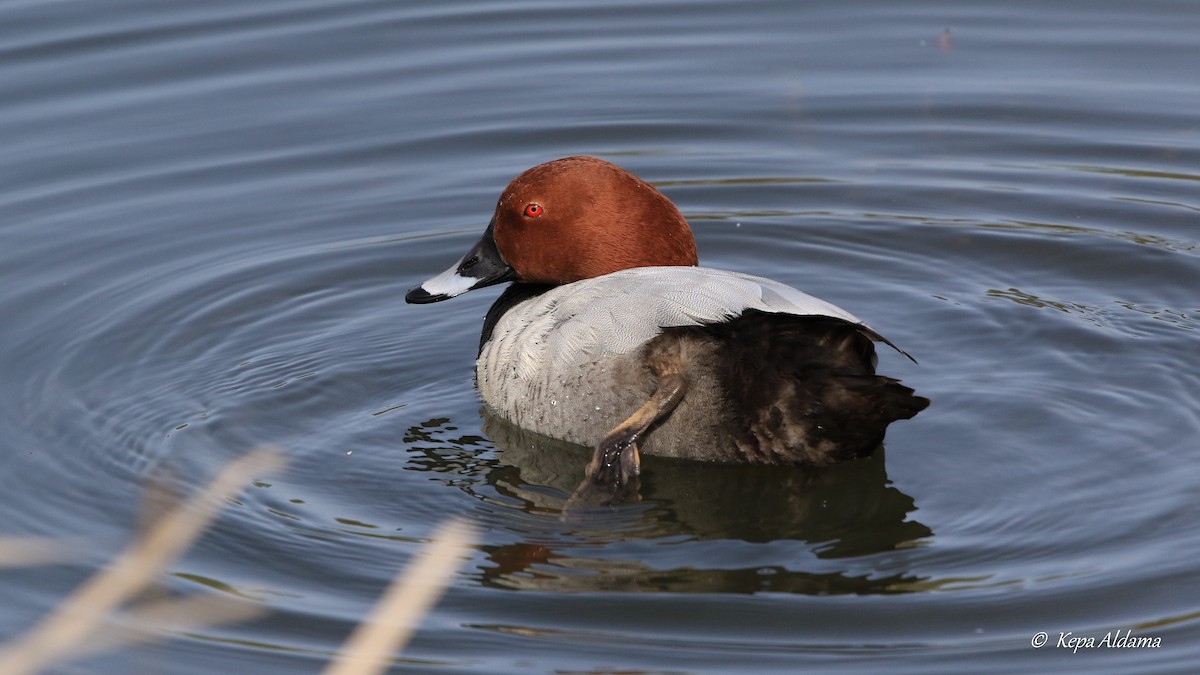 Common Pochard - ML618270003