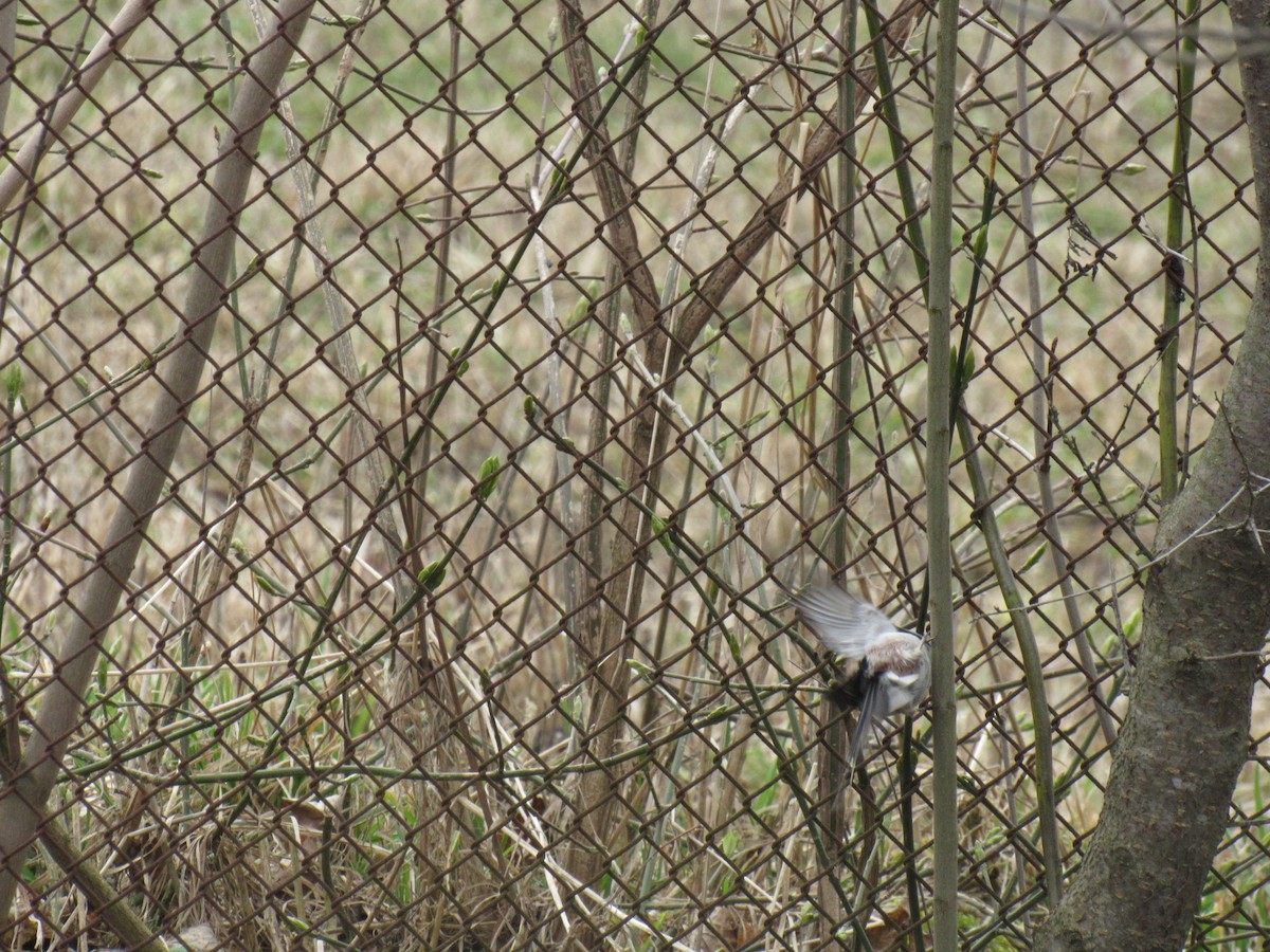 Long-tailed Tit - Nika Ruban