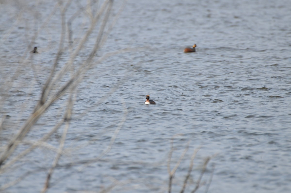 Horned Grebe - Carmen Tavares