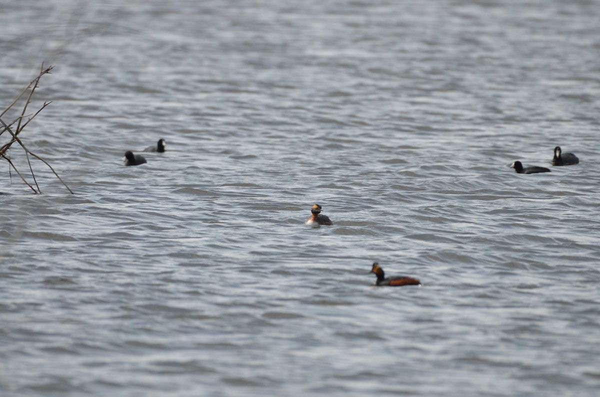 Horned Grebe - Carmen Tavares