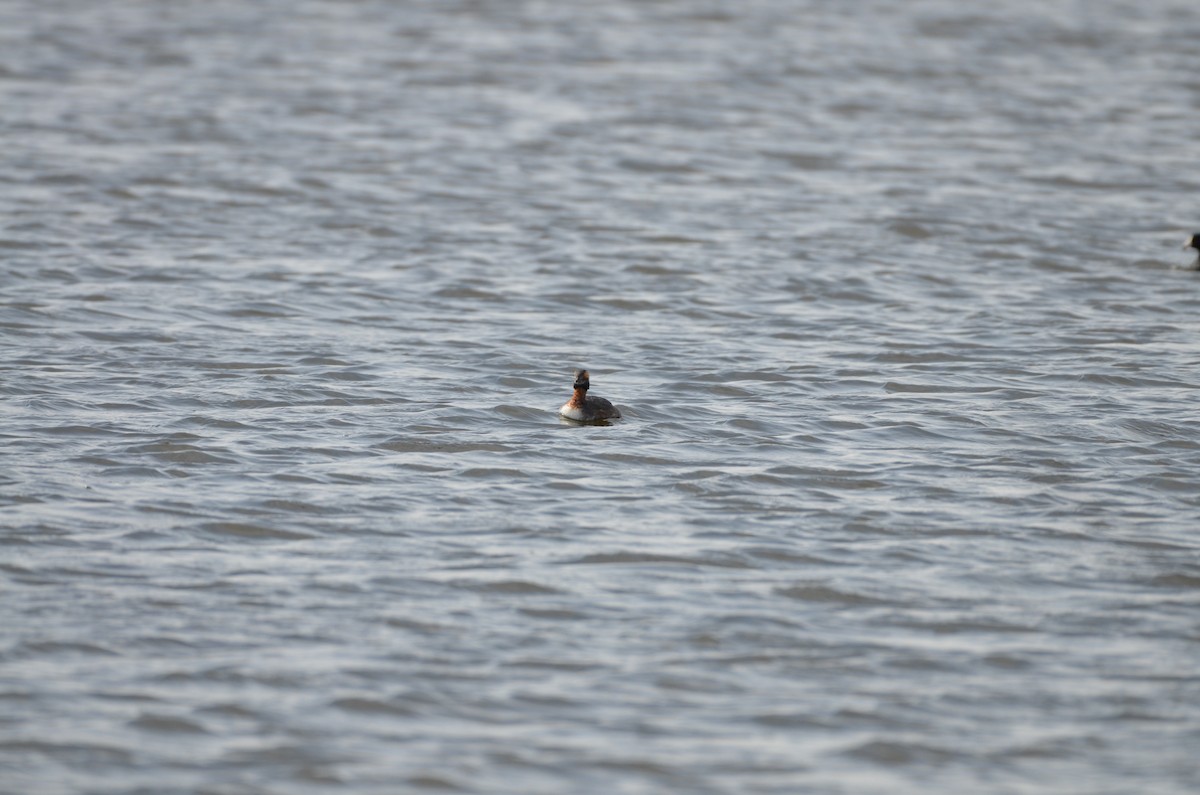 Horned Grebe - Carmen Tavares