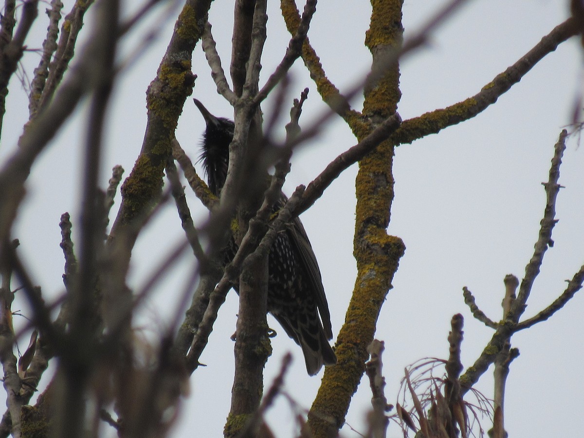 European Starling - Nika Ruban