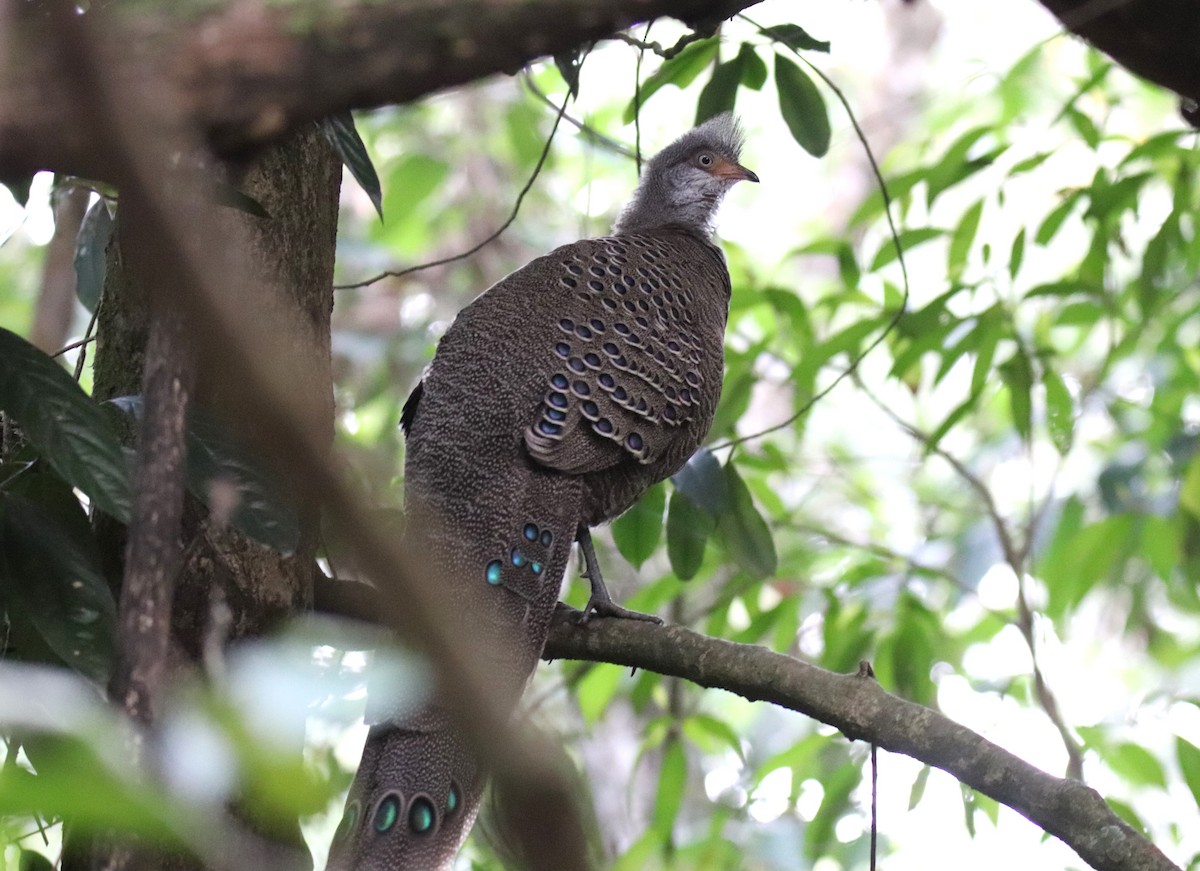 Gray Peacock-Pheasant - ML618270068