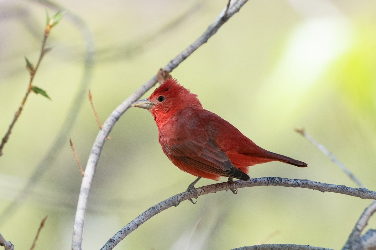 Summer Tanager - T. Jay Adams