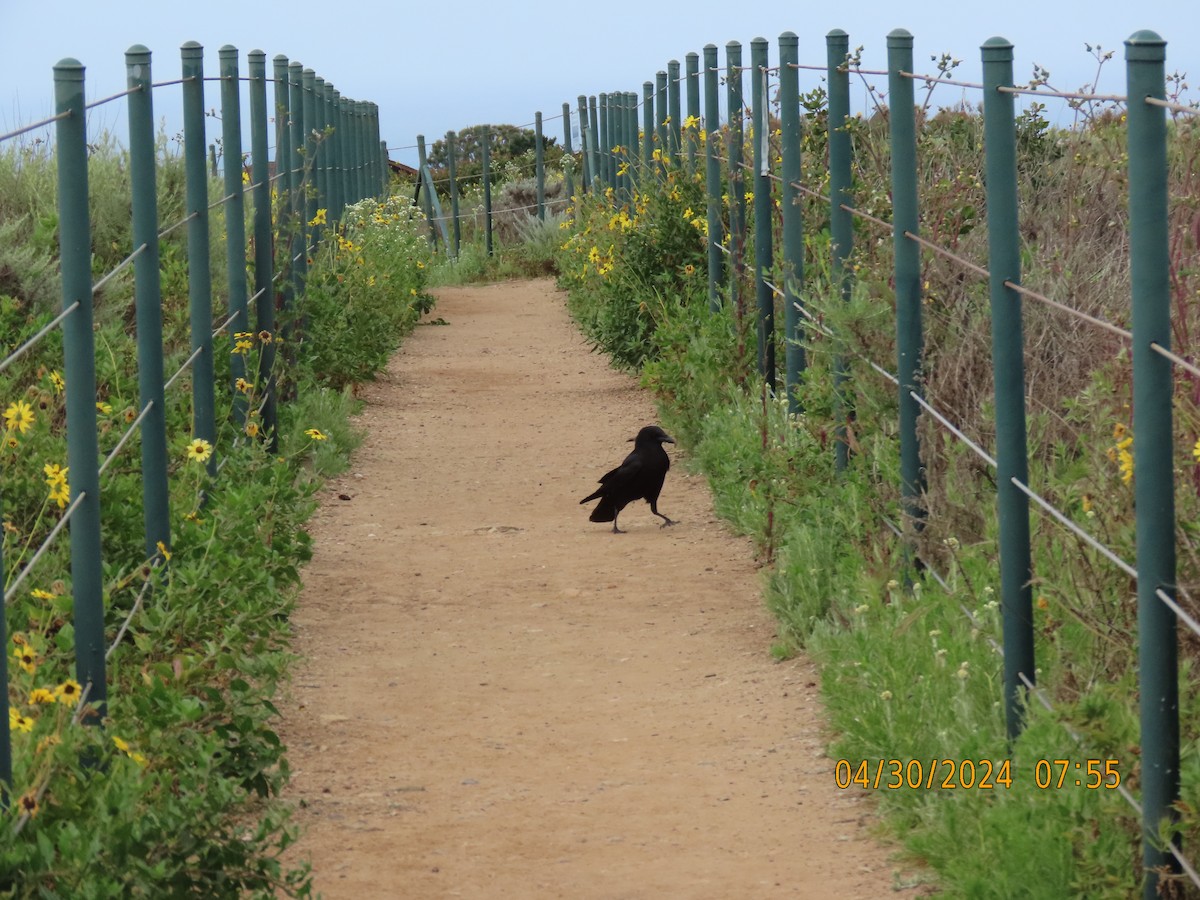 American Crow - Dawn Garcia