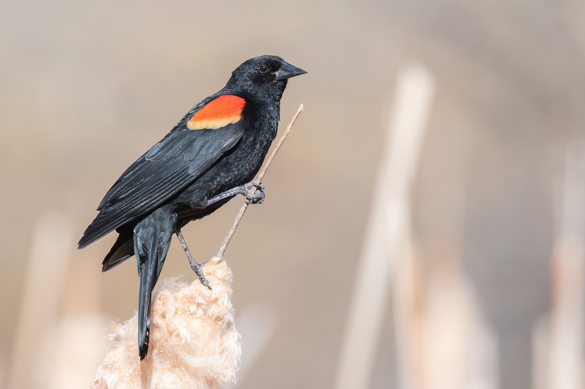 Red-winged Blackbird - ML618270079