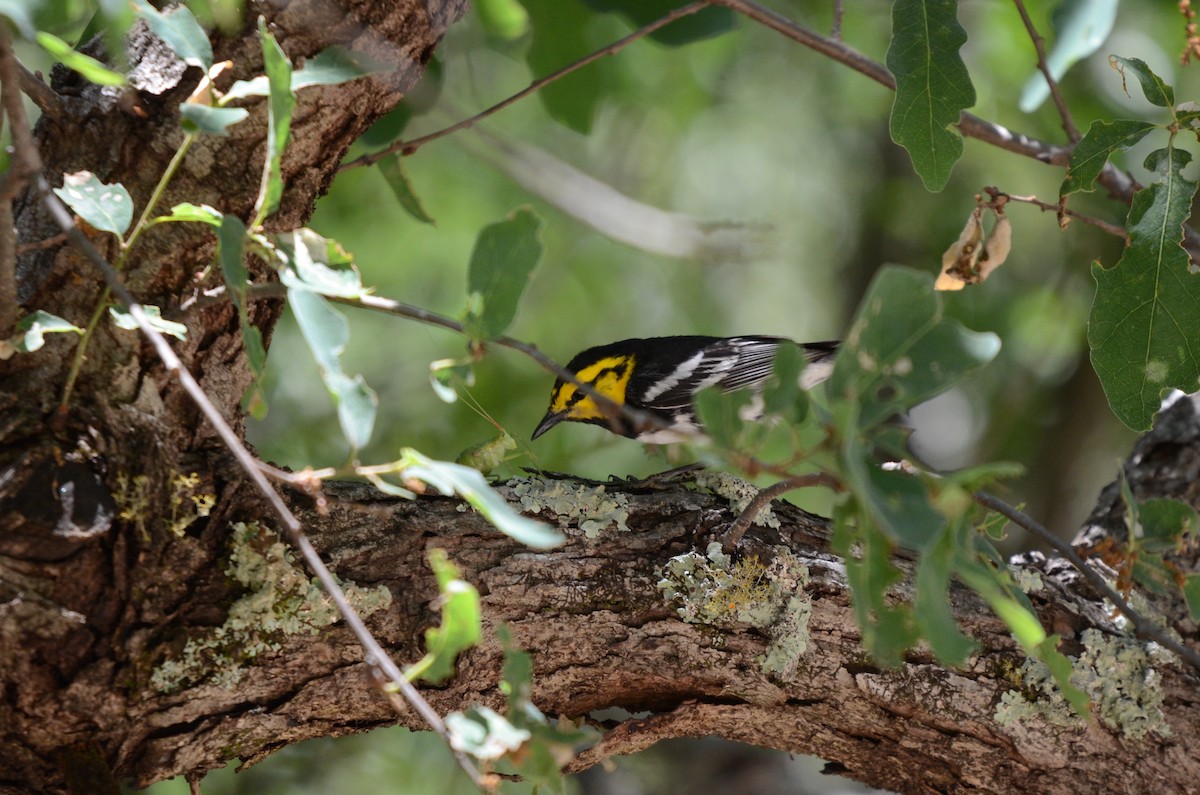 Golden-cheeked Warbler - Laura M.