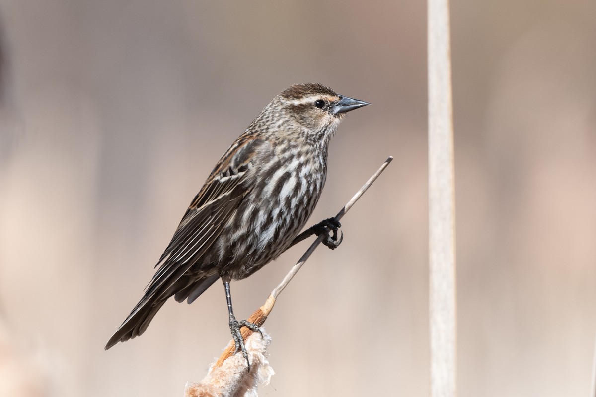 Red-winged Blackbird - T. Jay Adams