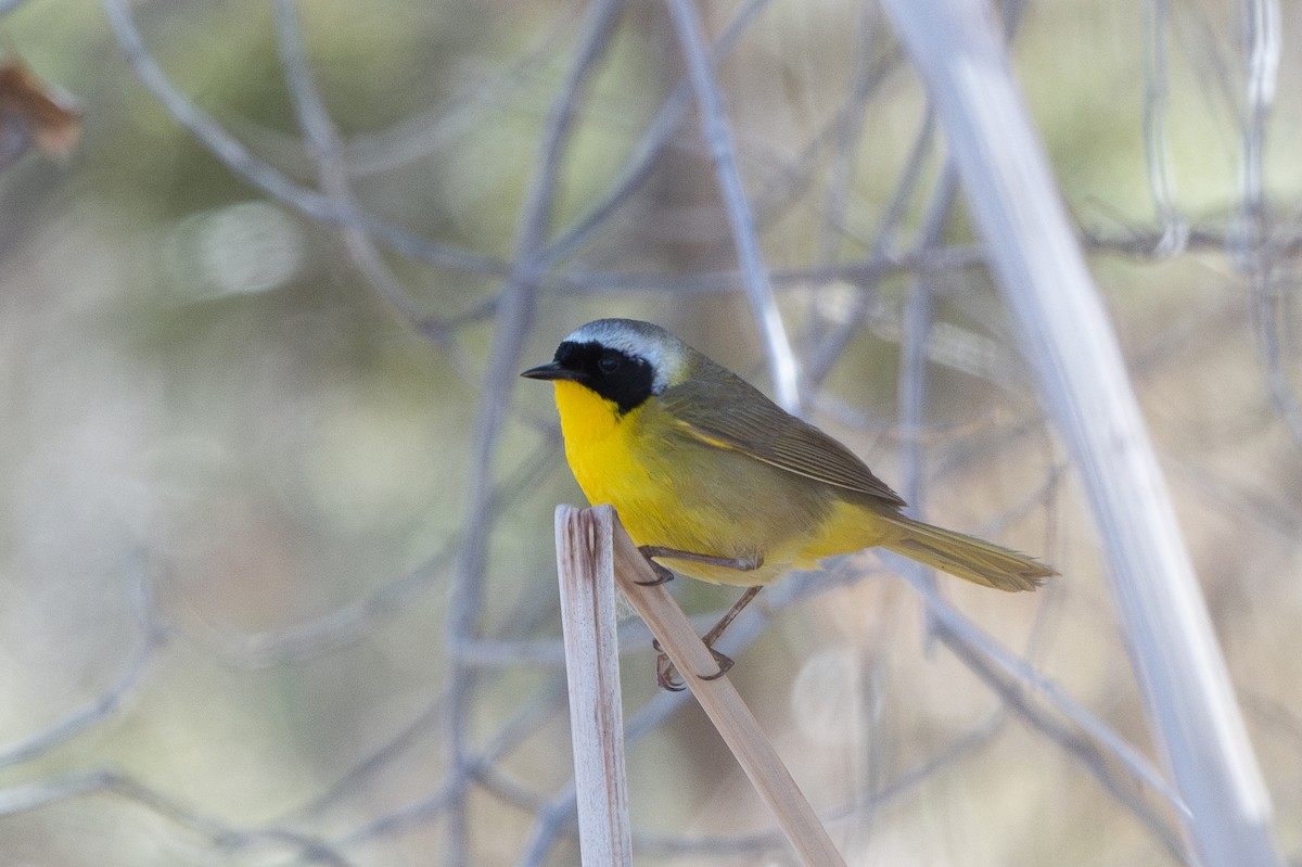 Common Yellowthroat - ML618270088