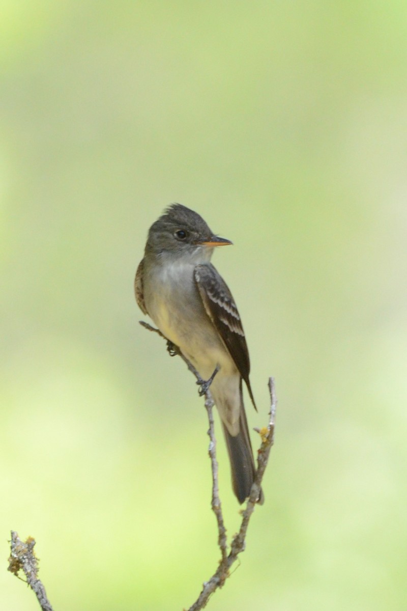 Eastern Wood-Pewee - Laura M.