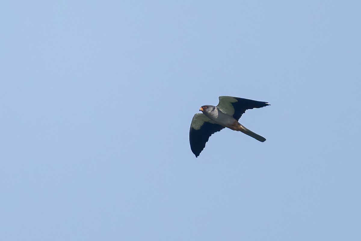 Amur Falcon - Parthasarathi Chakrabarti