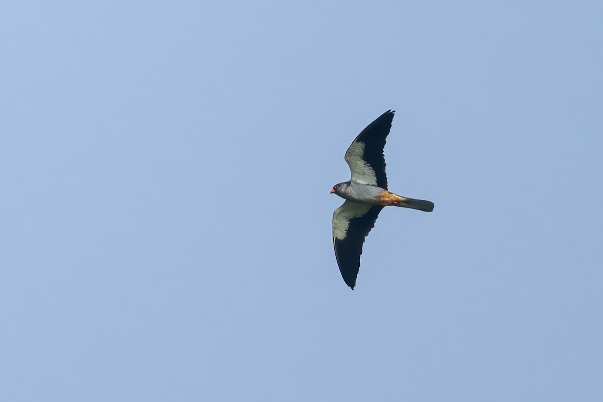 Amur Falcon - Parthasarathi Chakrabarti