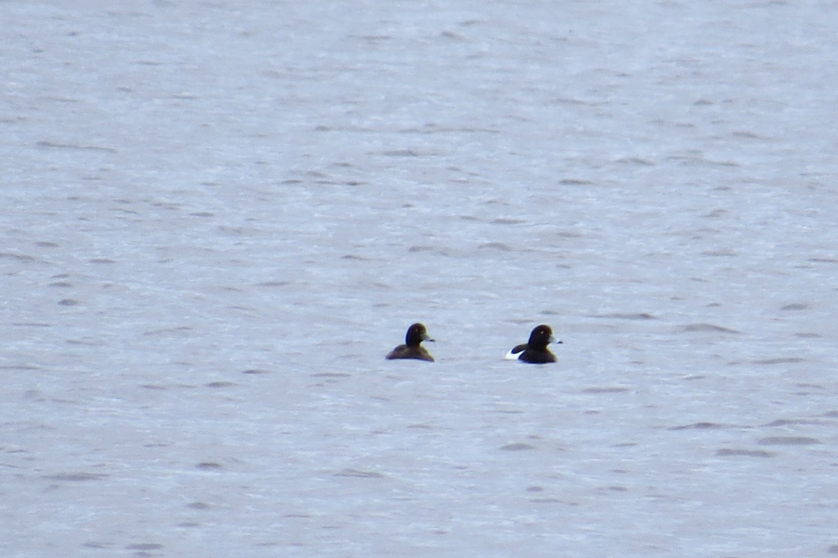 Tufted Duck - Leah Kim