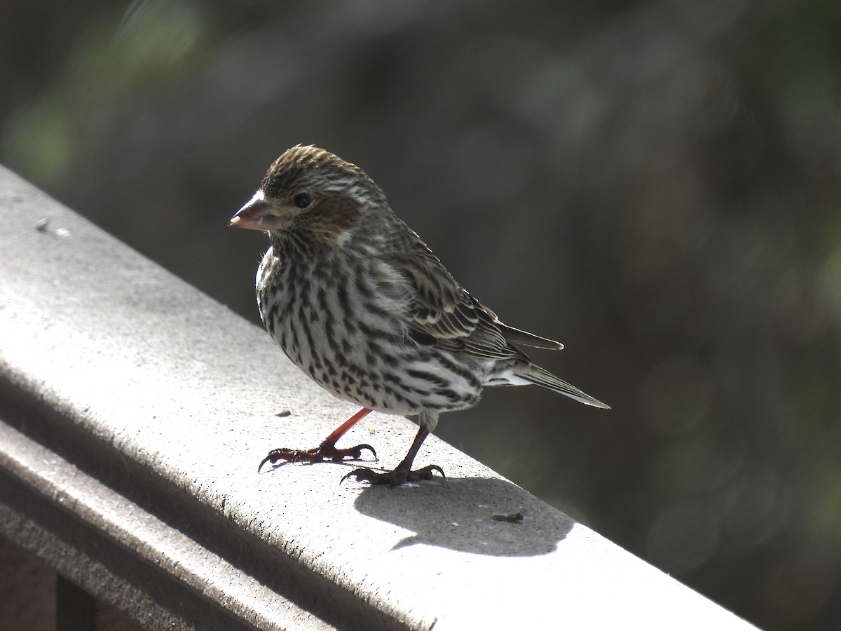 Cassin's Finch - Christian Caryl