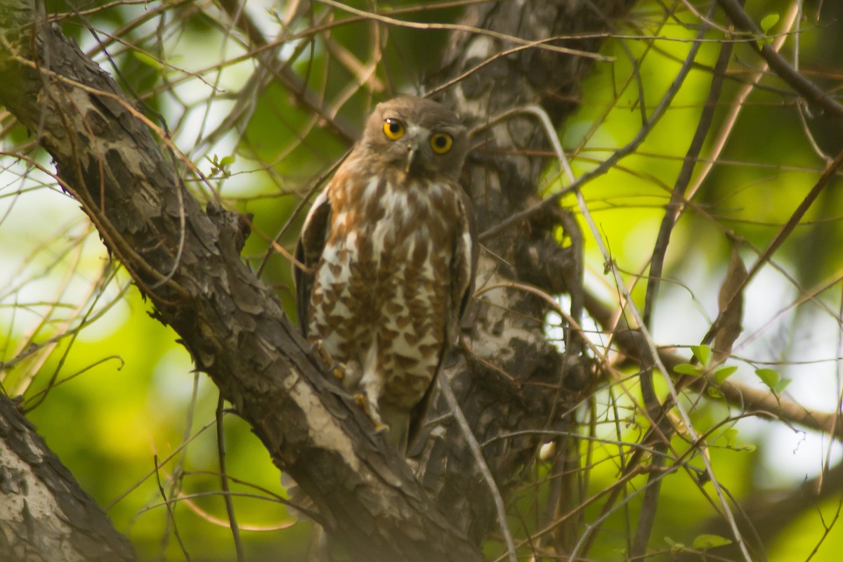 Brown Boobook - Prabin kumar Mangaraj