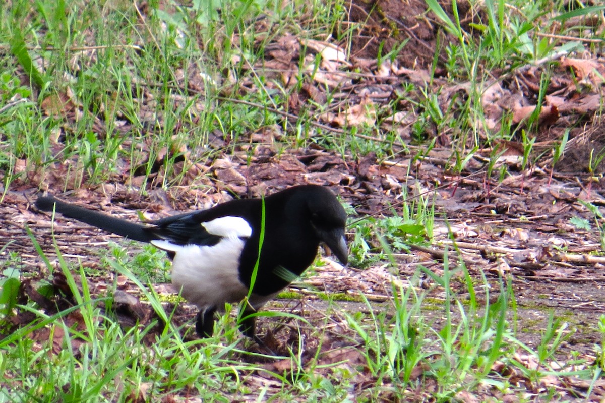 Eurasian Magpie - Leah Kim