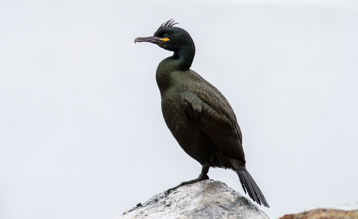 European Shag - Anonymous