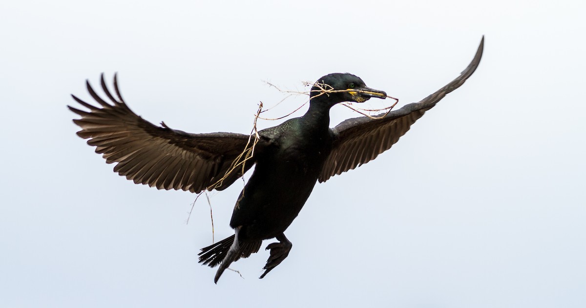 European Shag - Anonymous