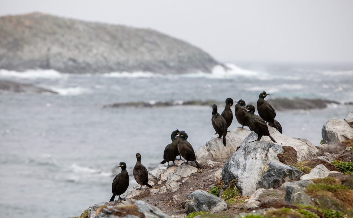 European Shag - Anonymous