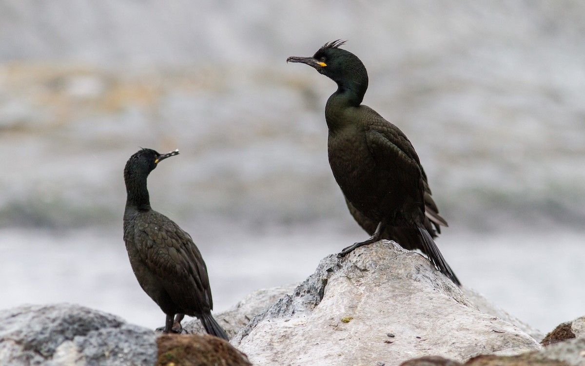 European Shag - Anonymous