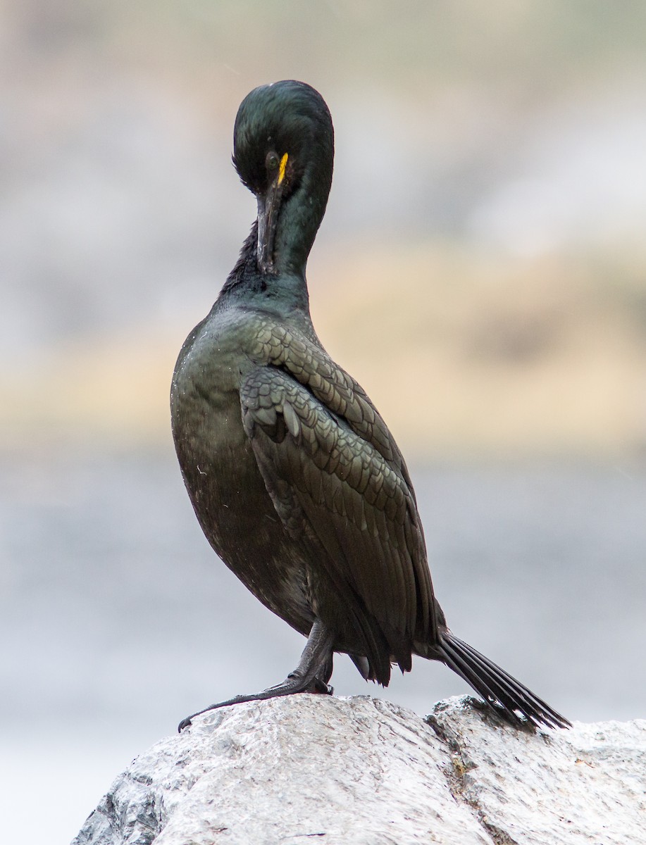 European Shag - Anonymous