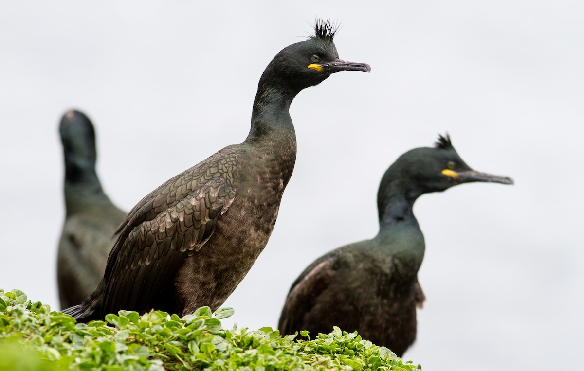 European Shag - Anonymous