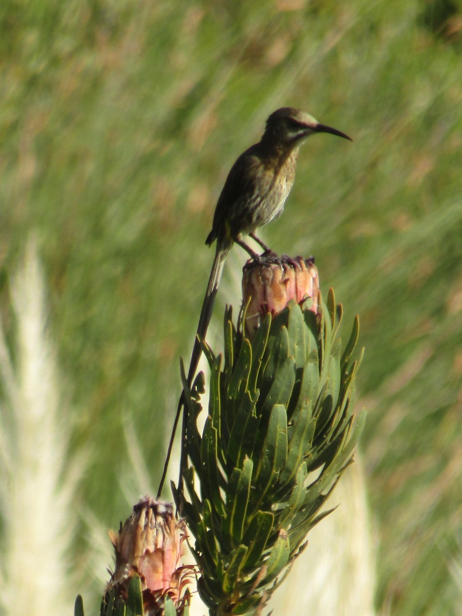 Cape Sugarbird - Gareth Bain