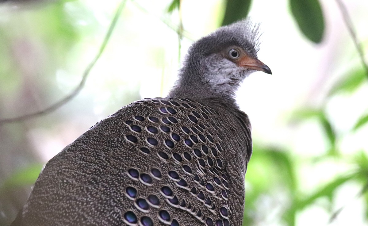 Gray Peacock-Pheasant - ML618270186