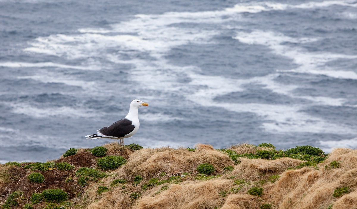 Great Black-backed Gull - Anonymous