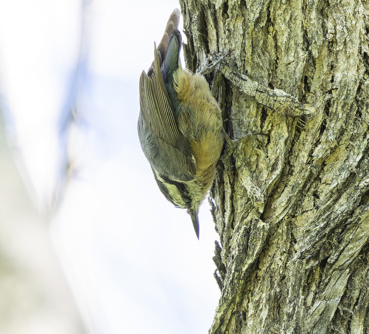 Red-breasted Nuthatch - Anonymous