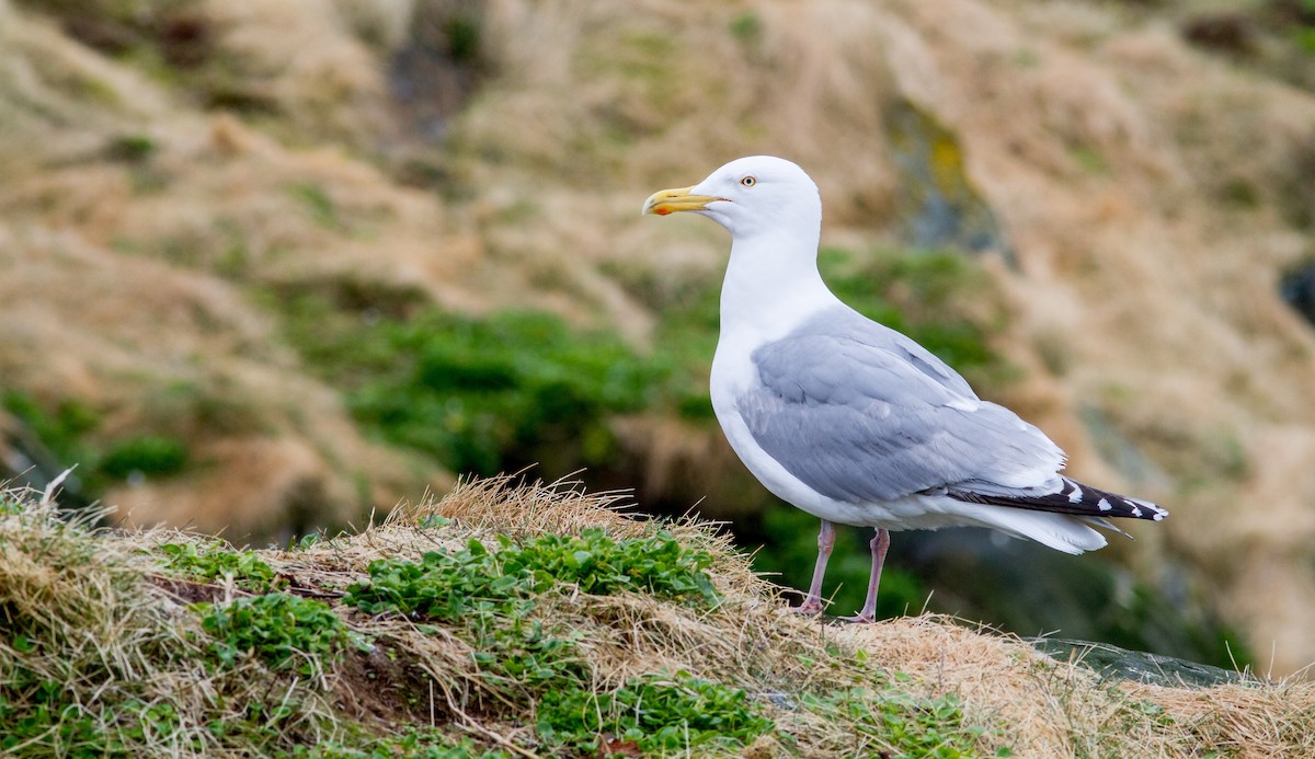 Herring Gull - Anonymous