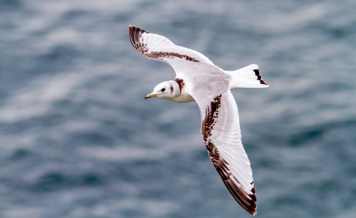 Black-legged Kittiwake (tridactyla) - Anonymous