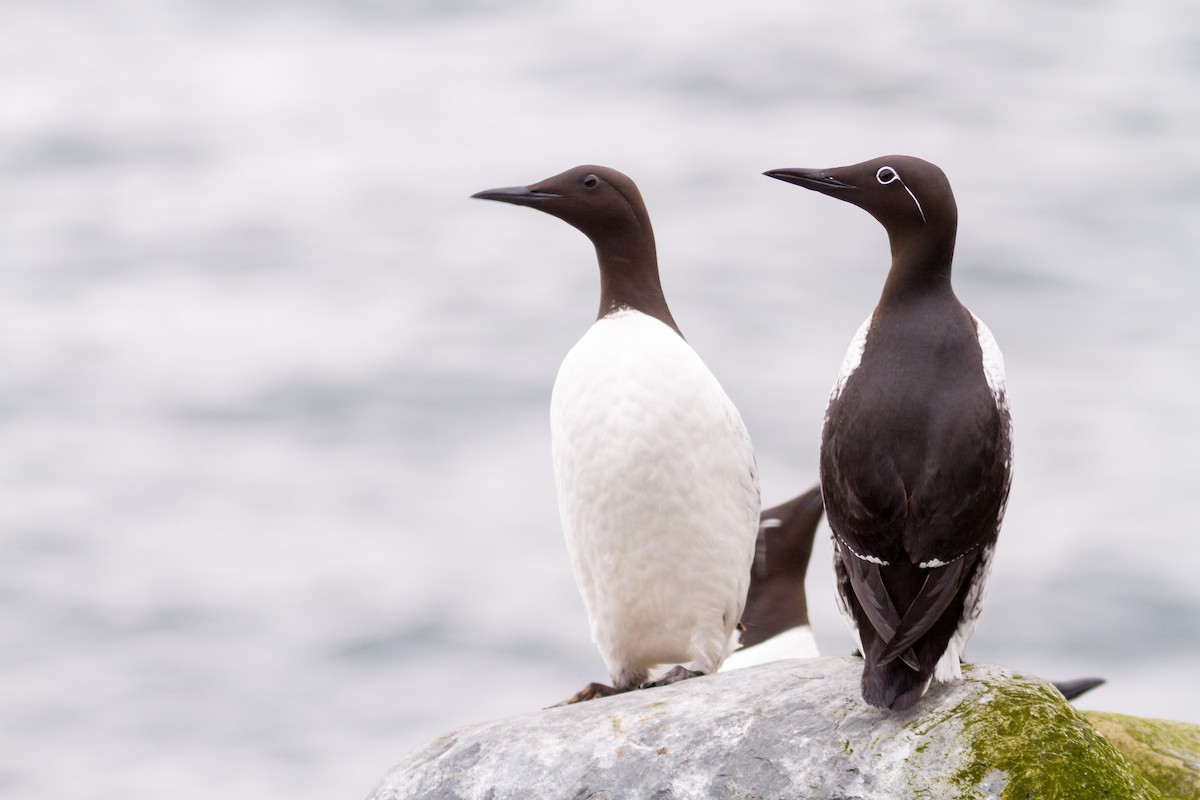 Common Murre - Anonymous