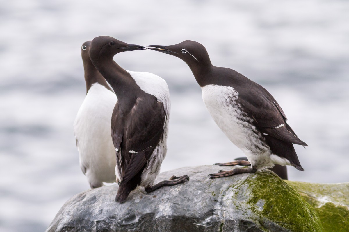 Common Murre - Anonymous