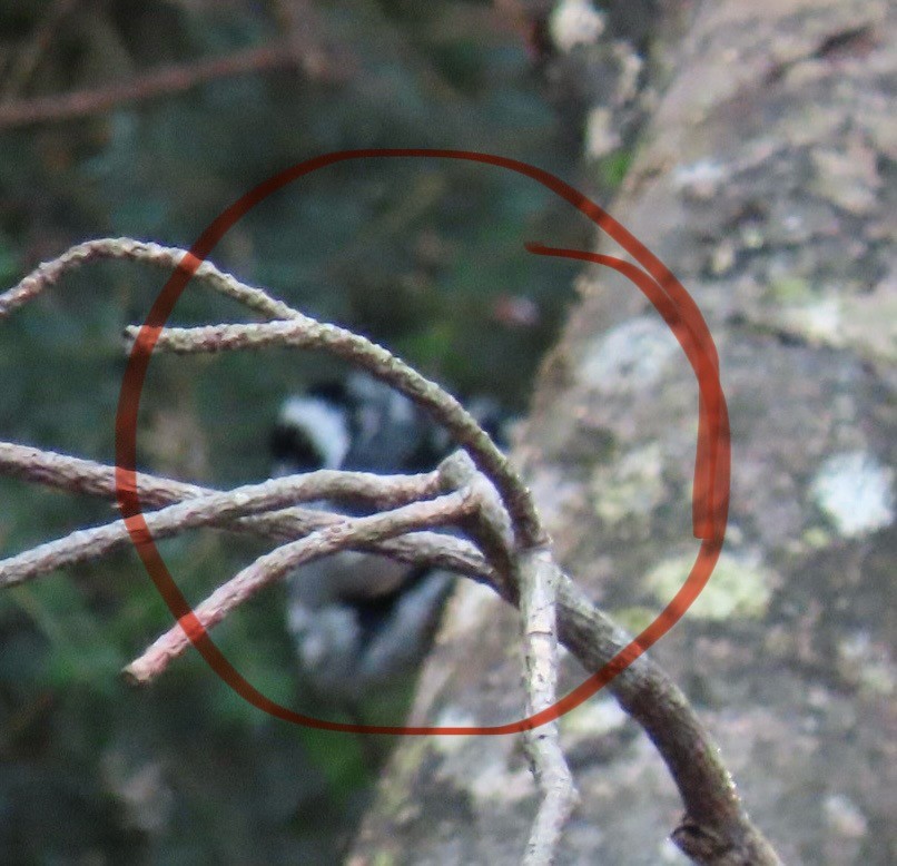 Black-and-white Warbler - Ericka Albright