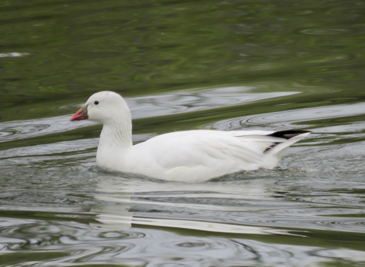 Ross's Goose - ML618270254