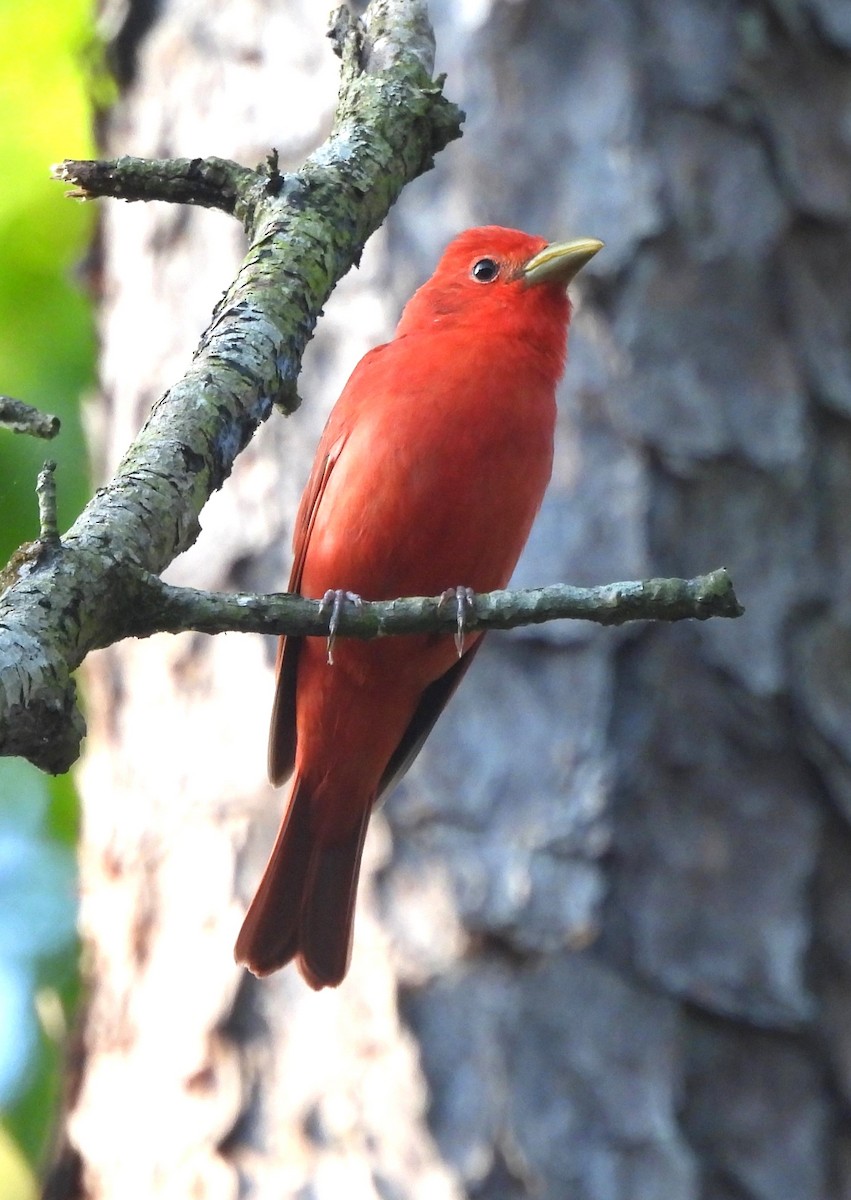 Summer Tanager - Michelle Forte