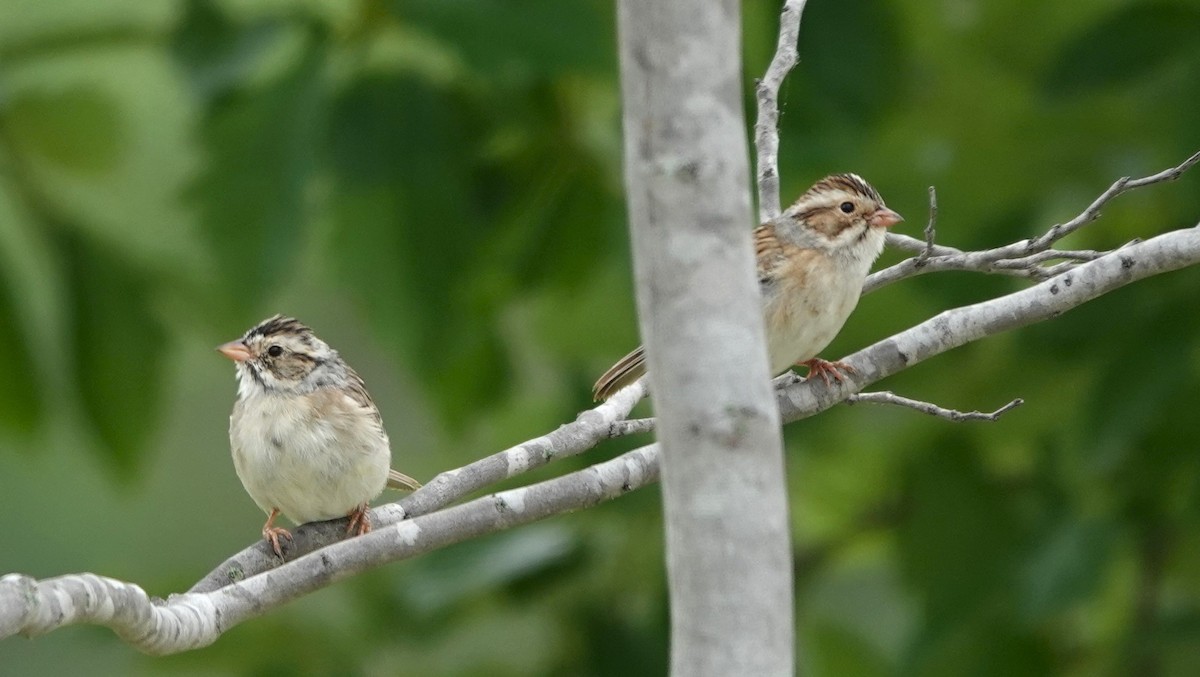 Clay-colored Sparrow - ML618270280