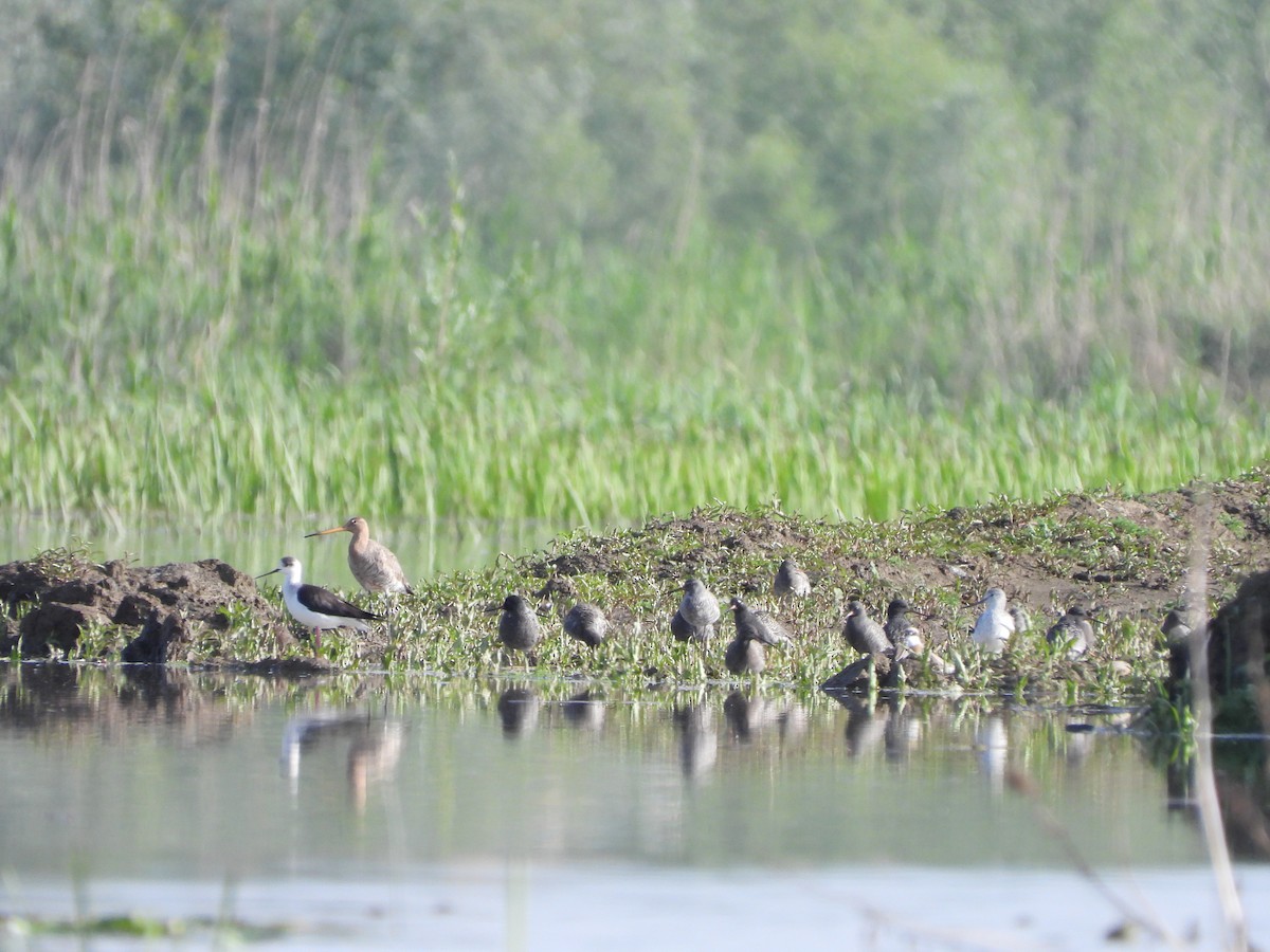 Black-tailed Godwit - ML618270286