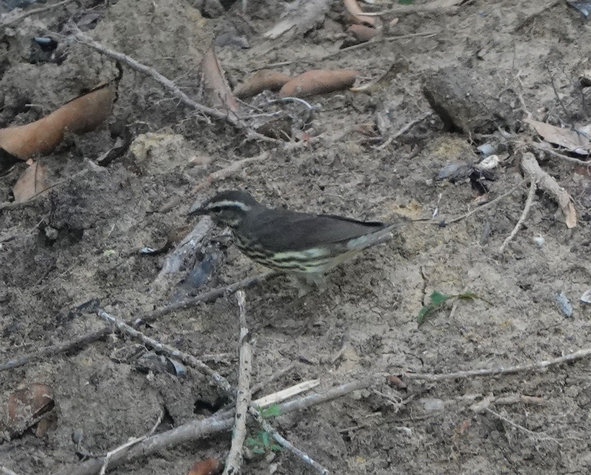 Northern Waterthrush - ML618270289