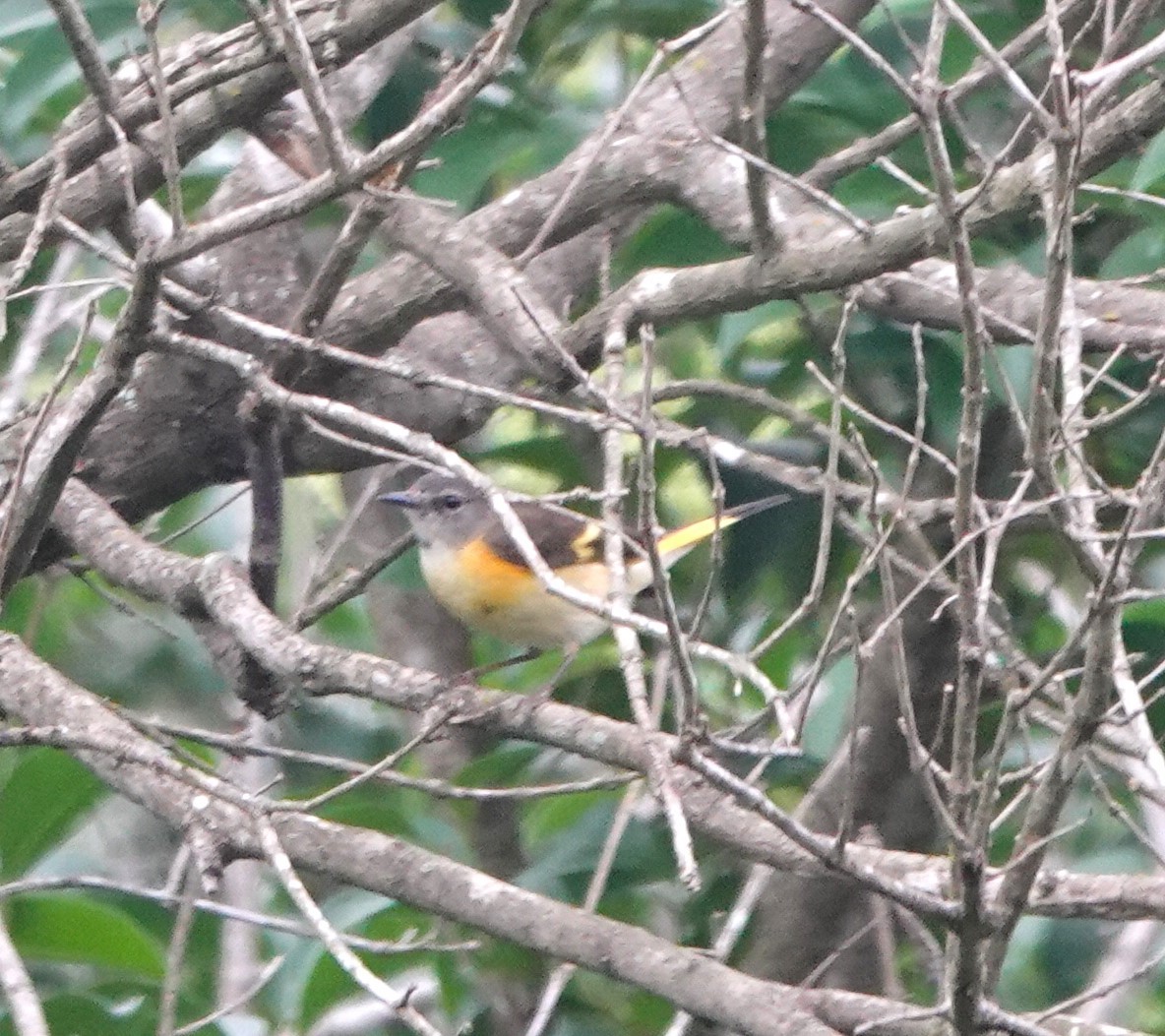 American Redstart - ML618270292