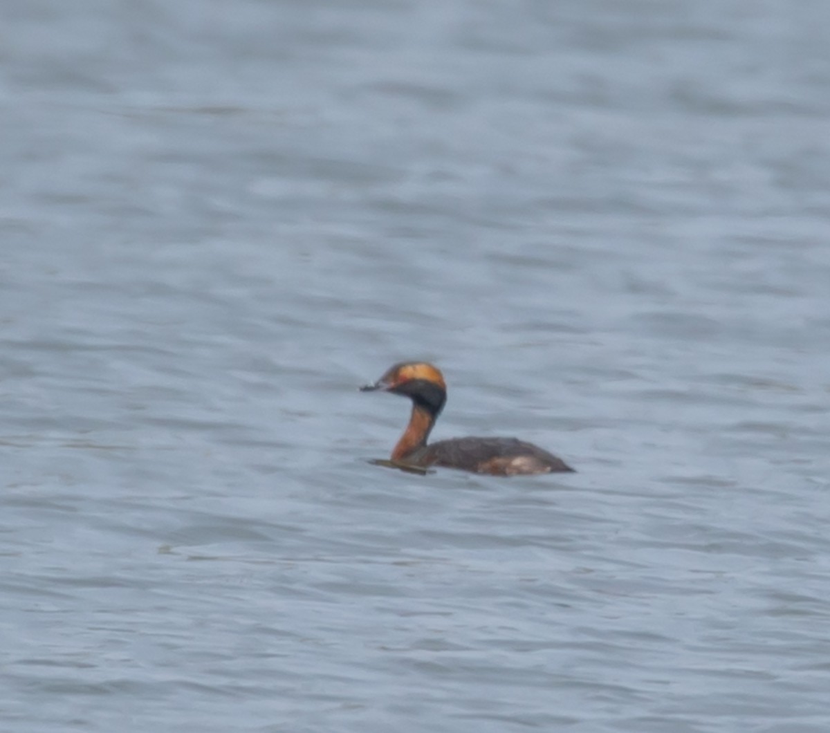 Horned Grebe - Hin Ki  & Queenie  Pong