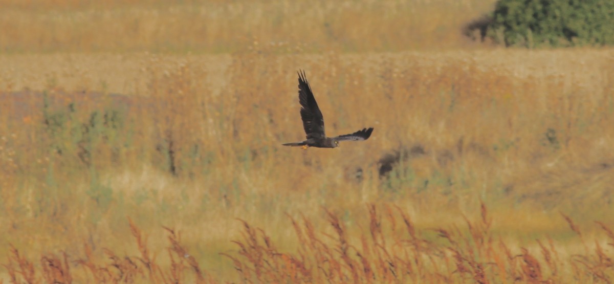 Montagu's Harrier - Anabel&Geoff Harries