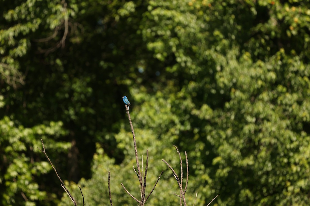 Indigo Bunting - ML618270331