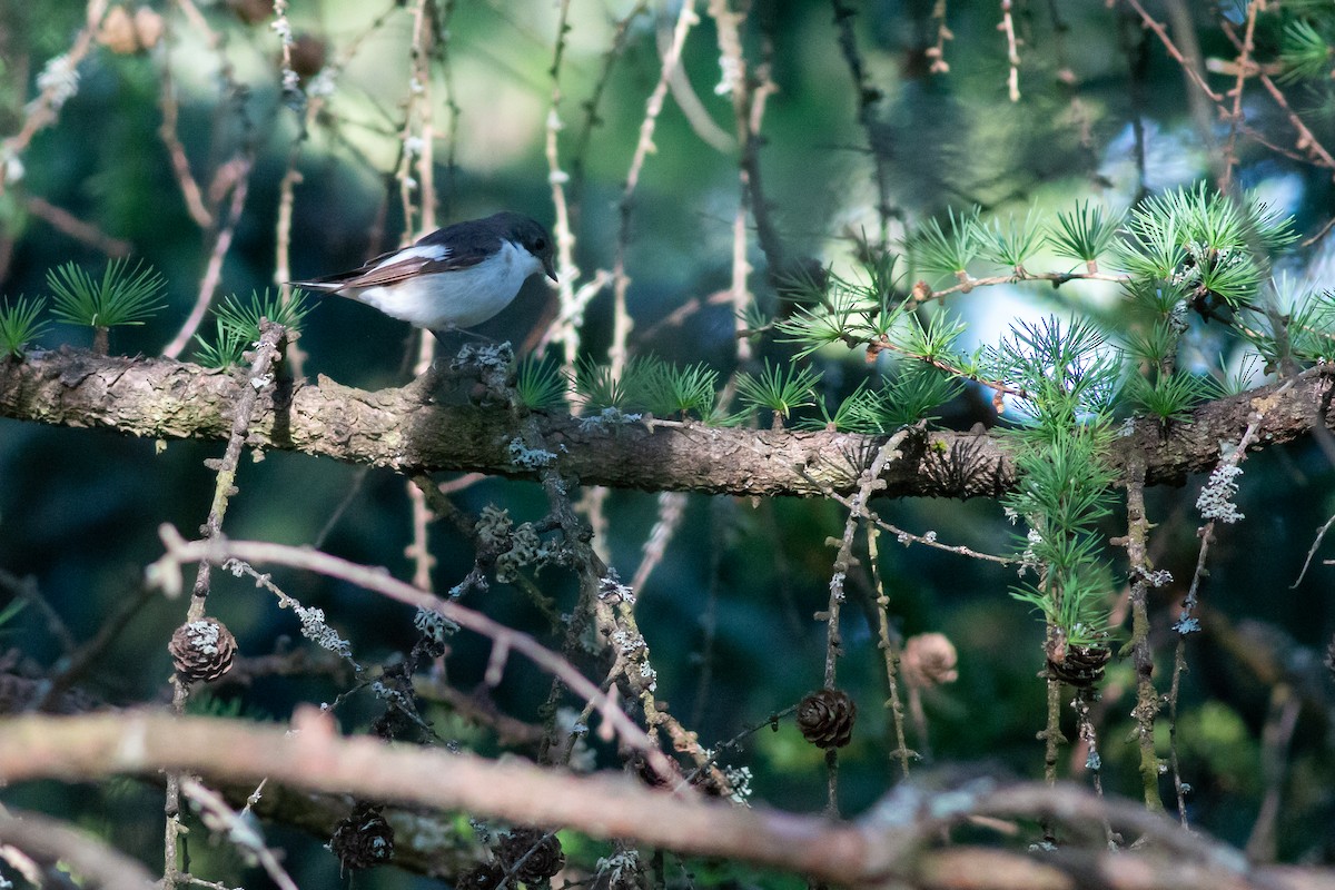 European Pied Flycatcher - Jakub Macháň