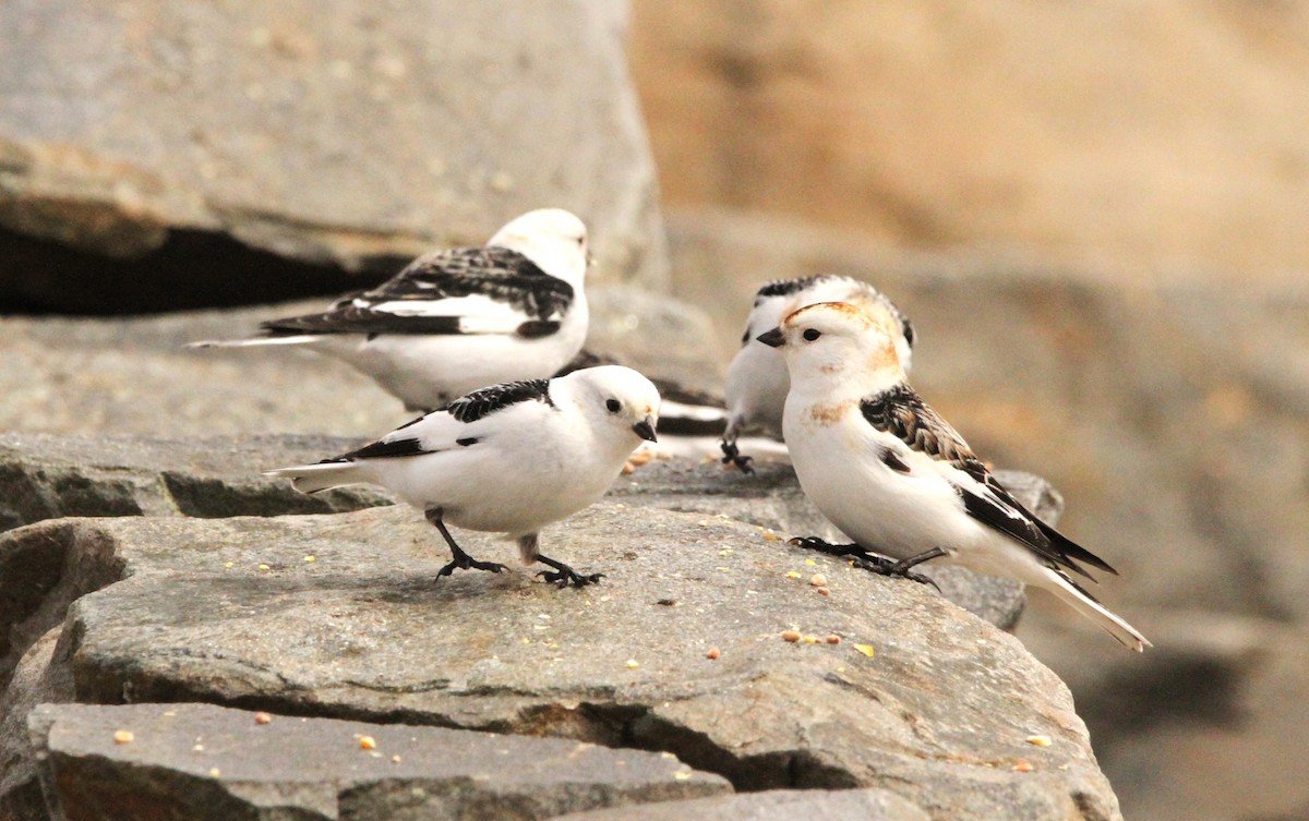 Snow Bunting - Simon Davies