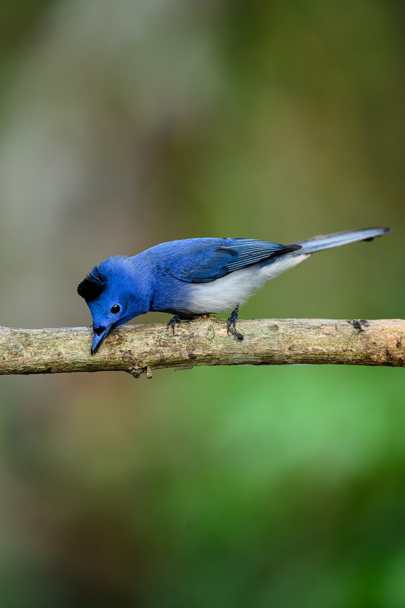 Black-naped Monarch - Sudhir Paul